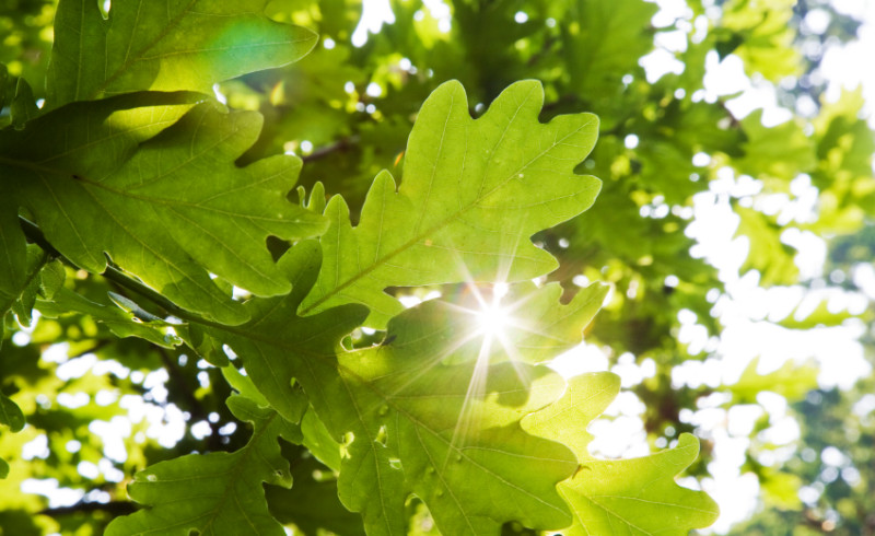 Latifoglie foglia di quercia